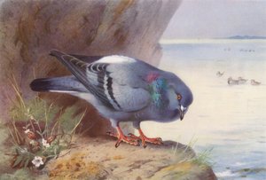 Rock-Dove (színes litográfia) alkotó: Archibald Thorburn
