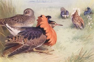 Ruff (négyféle hím és nőstény) (színes litográfia) alkotó: Archibald Thorburn