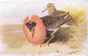 Ruffs and Reeves, a Birds of the British Isles and Their Eggsből, Frederick Warne & Co Ltd, 1958 alkotó: Archibald Thorburn