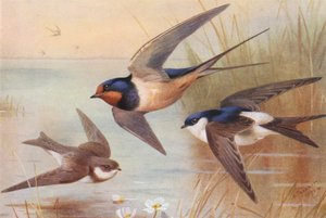 Sand-Martin, Swallow, Martin (színes litográfia) alkotó: Archibald Thorburn