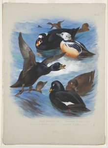 Scoters and stellers eider, 1915 körül (akvarell és testfesték ceruzával, papíron) alkotó: Archibald Thorburn