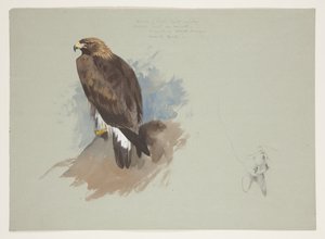 Tengeri sas és ceruzás vázlat nyúlról, 1915 körül (akvarell és testfesték ceruza fölött, papíron) alkotó: Archibald Thorburn