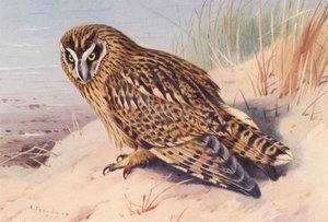 Fülesbagoly (színes litográfia) alkotó: Archibald Thorburn