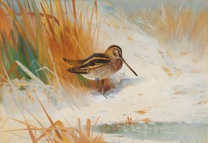 Snipe a rohanásban alkotó: Archibald Thorburn
