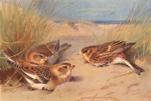 Snow-Bunting (téli), Twite (színes litográfia) alkotó: Archibald Thorburn