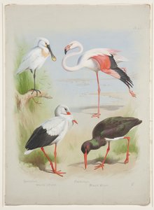Kanálcsőrű, flamingó és gólya, 1915 körül (akvarell és testfesték ceruzával, papíron) alkotó: Archibald Thorburn