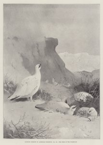 Sportos alanyok, a Ptarmigan otthona alkotó: Archibald Thorburn