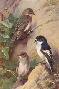 Foltos légykapó, foltos légykapó (hím és nőstény) (színes lithó) alkotó: Archibald Thorburn