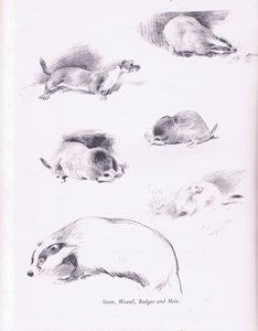 Stoat, menyét, borz és vakond, 1938