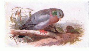 Stock Dove, a Brit-szigetek madaraiból és tojásaikból, a Frederick Warne & Co Ltd, 1958