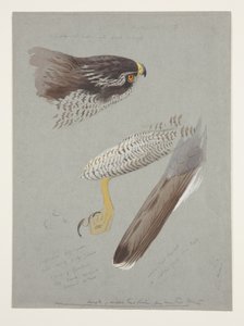 Tanulmányok a hím libahéj fejéről, lábáról és szárnyáról, 1915 körül (akvarell és testfesték ceruzával, papíron) alkotó: Archibald Thorburn