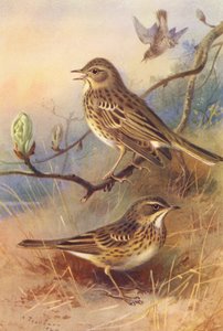 Fa- és réti csiperke (színes litográfia) alkotó: Archibald Thorburn