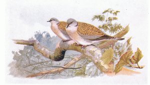 Turtle Dove, a Brit-szigetek madarai és tojásaiból, a Frederick Warne & Co Ltd, 1958 alkotó: Archibald Thorburn