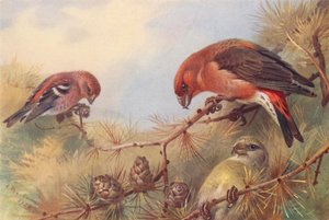 Keresztescsőrű (hím és nőstény) (színes litográfia) alkotó: Archibald Thorburn