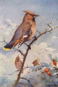 Waxwing (színes litográfia) alkotó: Archibald Thorburn