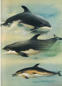 Fehércsőrű delfin, palackorrú delfin és közönséges delfin, a Thorburn