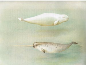 White Whale and Narwhal, a Thorburns Mammalsból, amelyet a Longmans and Co adott ki, c. 1920 alkotó: Archibald Thorburn