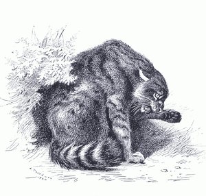 Vadmacska, a Longmans and Co által kiadott Thorburn