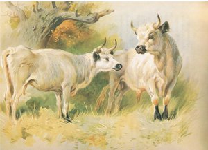 Vadmarha alkotó: Archibald Thorburn