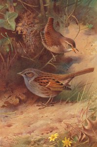 Sövény-paripacs (színes litográfia) alkotó: Archibald Thorburn