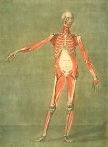 A test elülső részének mélyebb izomrendszere, 5. lemez egy teljes anatómiai kurzusból Jadelot szövegével, a művész által metszett, kocsma. 1773 (mezzotinta)