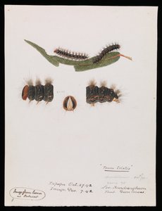 Hernyó, Epicoma szomorú, Teara szomorú