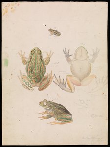 Morgó fűbéka, Litoria raniformis