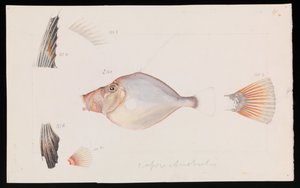 Silver Dory, Cyttus australis alkotó: Arthur Bartholomew