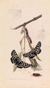 Szőlőmoly, Comocrus behri