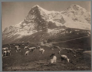 Tehenek a Kleine Scheideggen a Berni Oberlandban, a háttérben az Eiger és a Mönch Kleine Scheidegg, Eiger und Moench (cím a tárgyon)