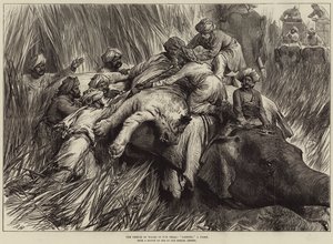A walesi herceg a Teraiban, egy tigris párnázása alkotó: Arthur Hopkins