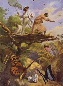 Gyönyörű pillangók: Urania Rhiphoeus elkapása Madagaszkáron (színes litó) alkotó: Arthur Twidle