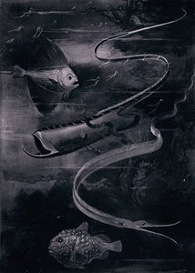 Mélytengeri hal (litho) alkotó: Arthur Twidle