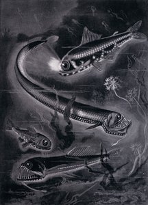Önfényező halak (litho) alkotó: Arthur Twidle