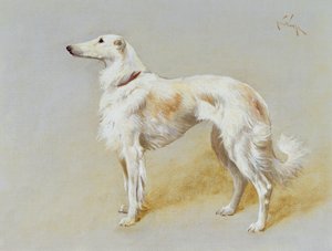 Borzoi kutya (olaj, vászon)