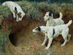 Drótszőrű foxterrier borzkészlettel