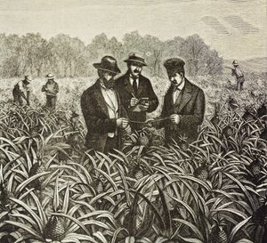 Anglia (19. század). Gyarmatosítás (1880). Bahamai ananász ültetése. Angol gyarmat New Providence szigetén. Az ananász volt az egyik legfontosabb exporttermék Nassau kikötőjéből. Metszet. Magángyűjtemény alkotó: Artist Unknown