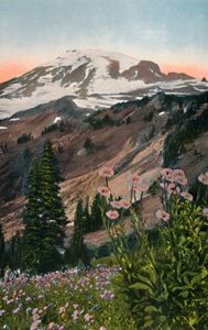 Purple Asters, a Mount Rainier Nemzeti Parkban, 1916 alkotó: Asahel Curtis