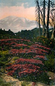 Purple Heather növekvő Mount Rainier Nemzeti Park, 1916