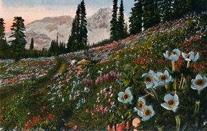 Az Anemone a Mount Rainier Nemzeti Parkban, 1916 alkotó: Asahel Curtis
