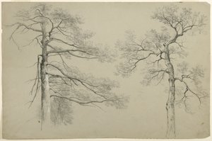 Study of Two Trees, Hague, Lake George, New York, 1862 (grafit és fehér gouache, szürke Bristol papíron) alkotó: Asher Brown Durand