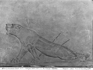Sebzett oroszlán, részlet a II. Ashurbanipal Oroszlánokat ölő domborműtábláról, Ashurbanipal II palotájából, Nimrud, Irak, Neoasszír, ie 668-627 (mészkő)