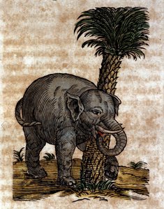 Egy pálmafa törzséhez dörzsölődő elefánt Metszet Athanasius Kircher (1601 - 1680) jezsuita, orientalista és tudós művéből. alkotó: Athanasius Kircher