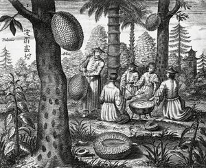 Kínai gyümölcsök (Arbor polomie, kínai papaya), metszet a kínai emlékművekről alkotó: Athanasius Kircher