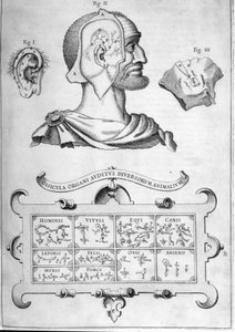 Emberi hallás és más állatfajok – Athanasius Kircher „Musurgia Universalis”-ból, Róma 1600 alkotó: Athanasius Kircher