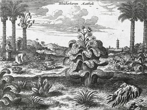 Rebarbara növény, metszet a kínai emlékművekről alkotó: Athanasius Kircher