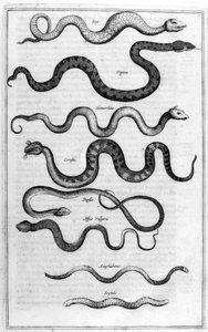 A kígyók fajtái, az Arca Noe-tól alkotó: Athanasius Kircher