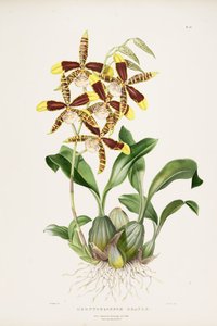 nagy Rossioglossum