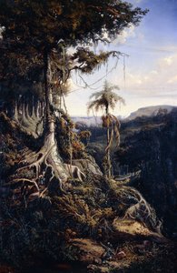 Jala-Jala erdő