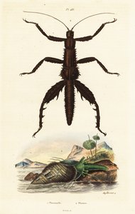 Tüskés ördög sétapálca és ausztrál fácánhéj. alkotó: Auguste Dumenil